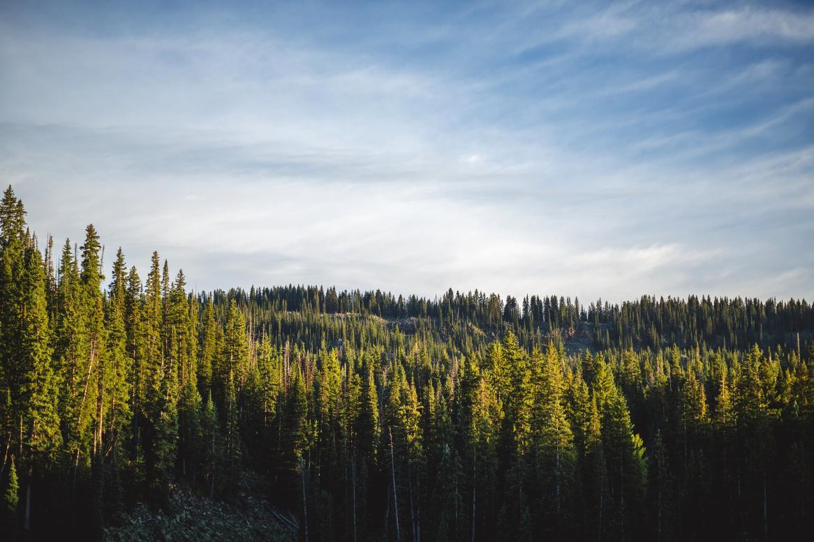 Landscape of trees and hills